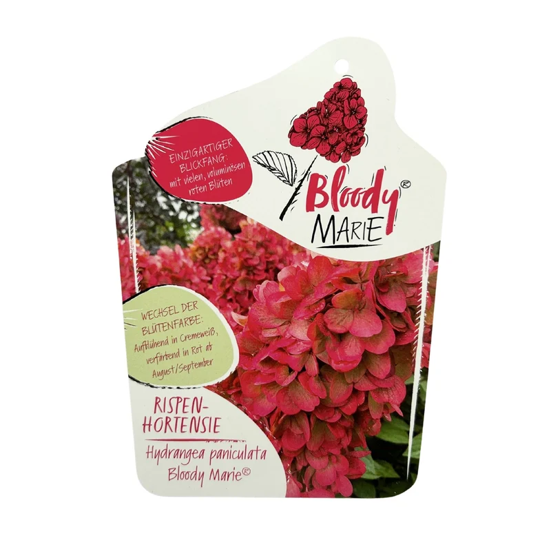 Rispenhortensie 'Bloody Marie®'
