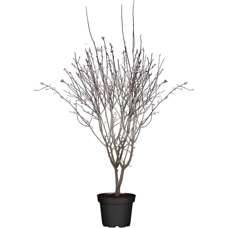 Blutpflaume 'Nigra'