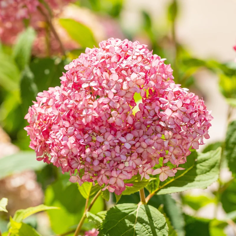 Schneeballhortensie 'Pink Annabelle®'