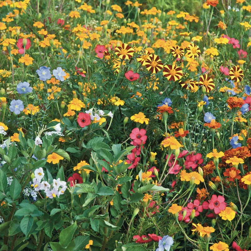 Blumen gegen Kartoffelkäfer