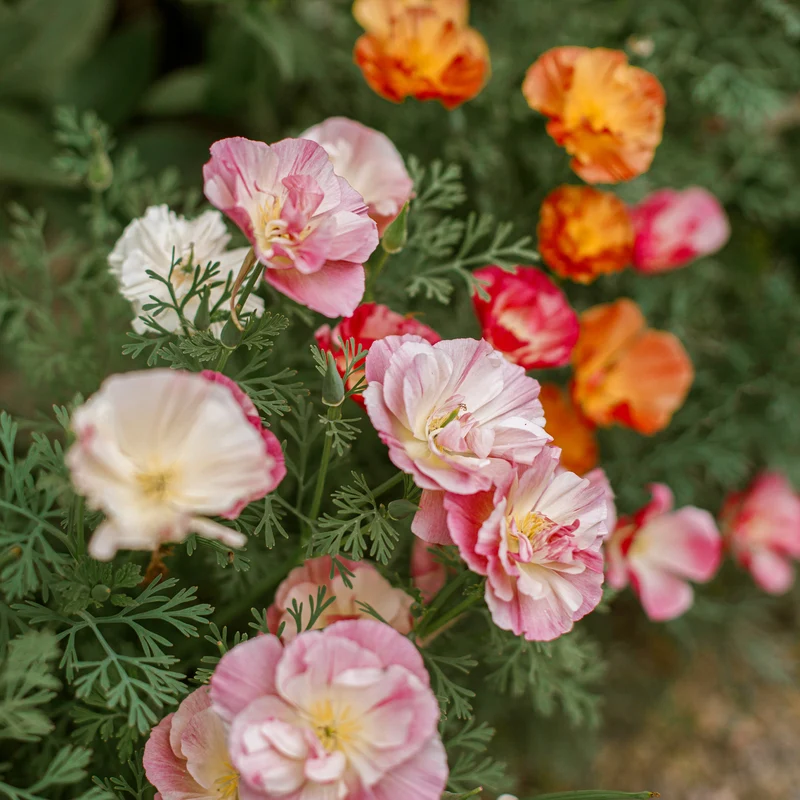 Goldmohn 'Thai Silk Appleblossom'