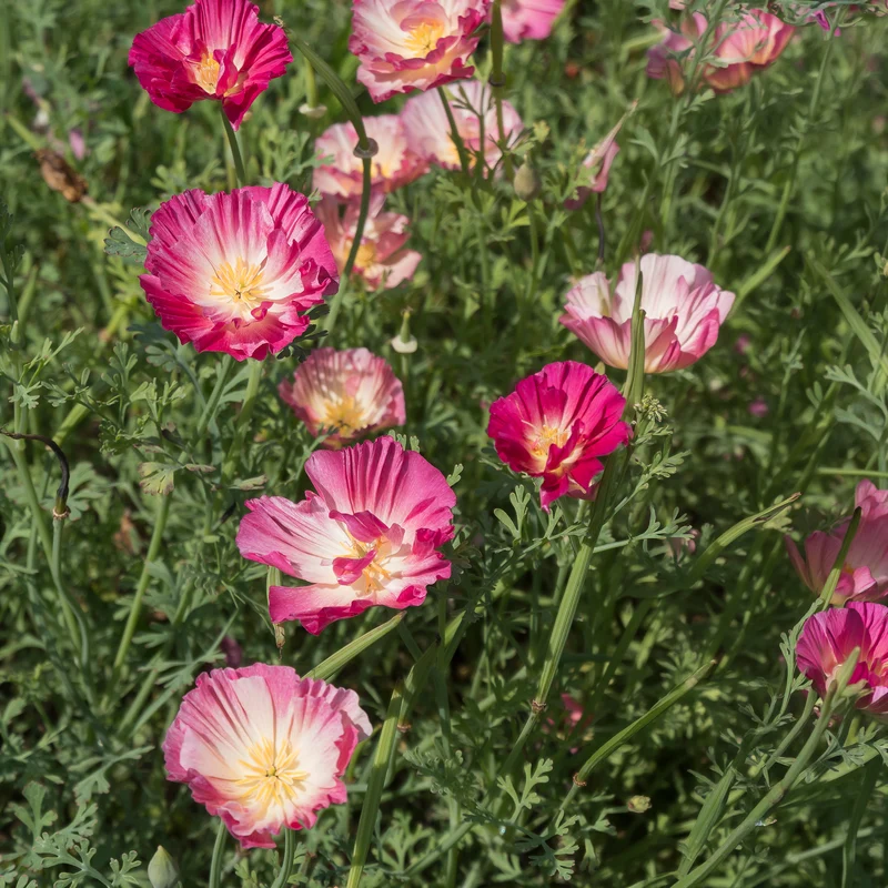 Goldmohn 'Thai Silk Appleblossom'