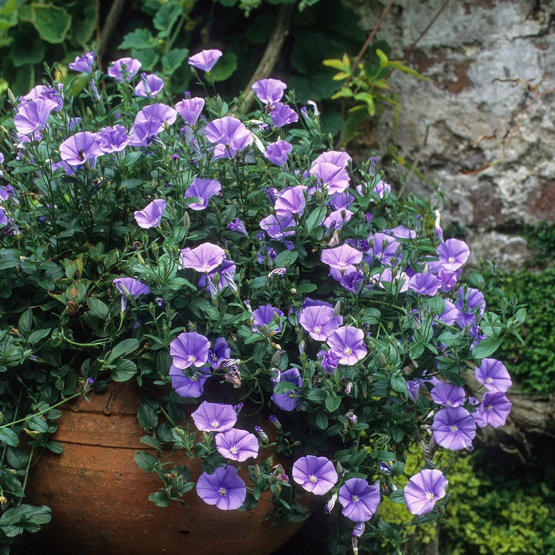 Mauretanische Winde Deep Blue