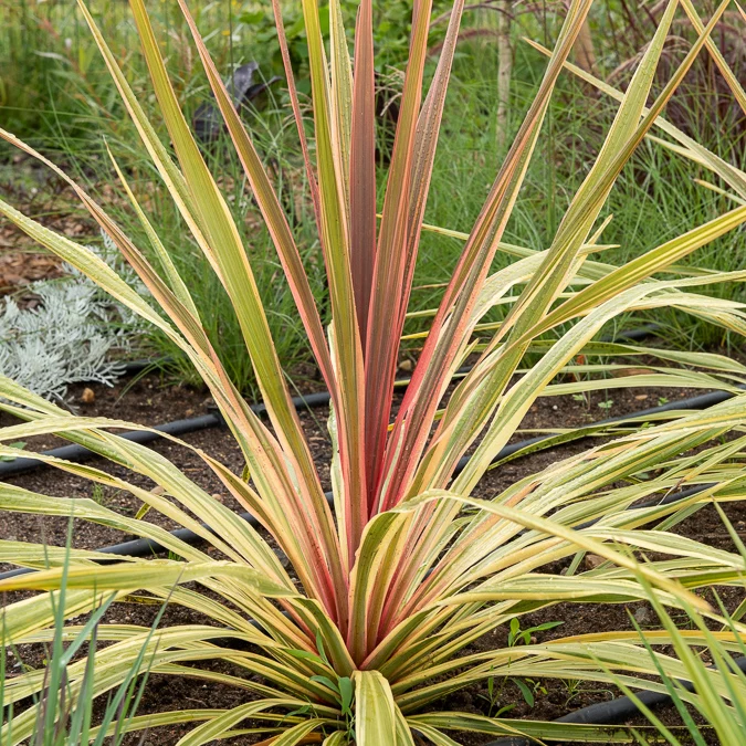Cordyline ‘Can Can’®