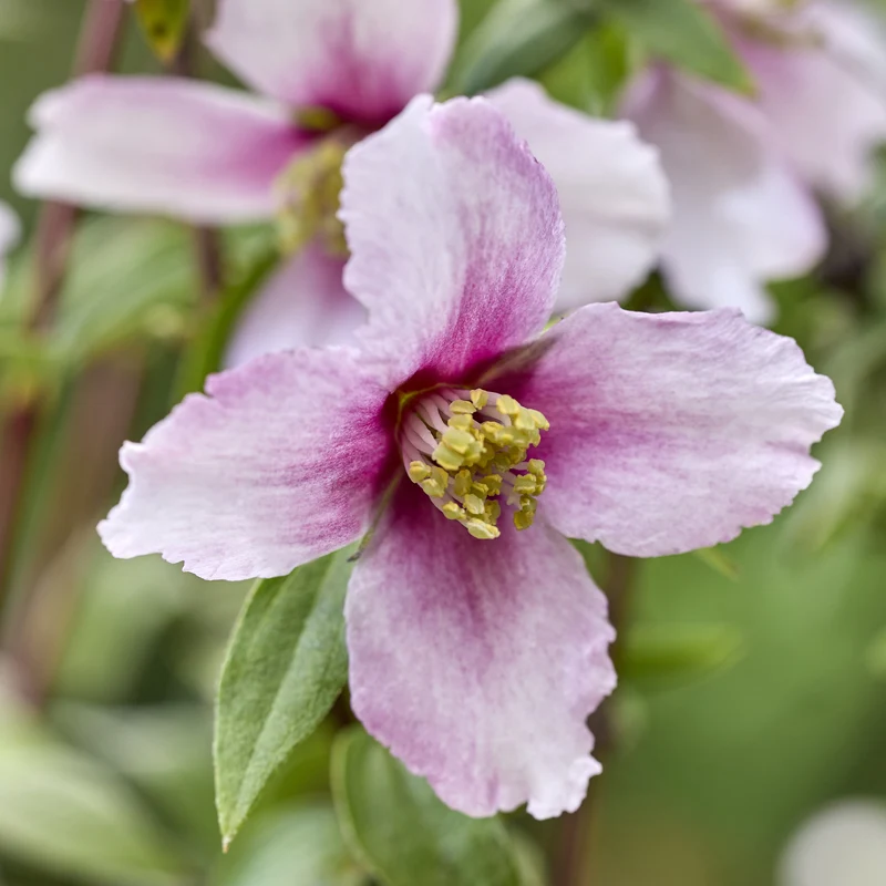 Gartenjasmin Petite Perfume® Pink