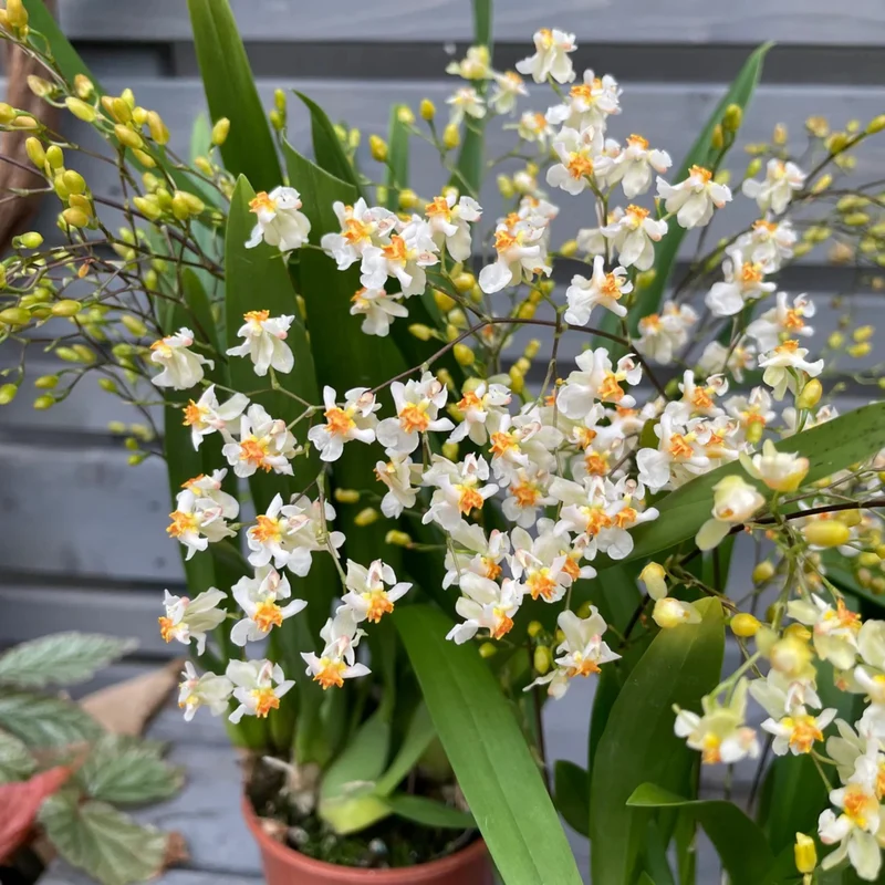 Orchidee 'Jasmin'