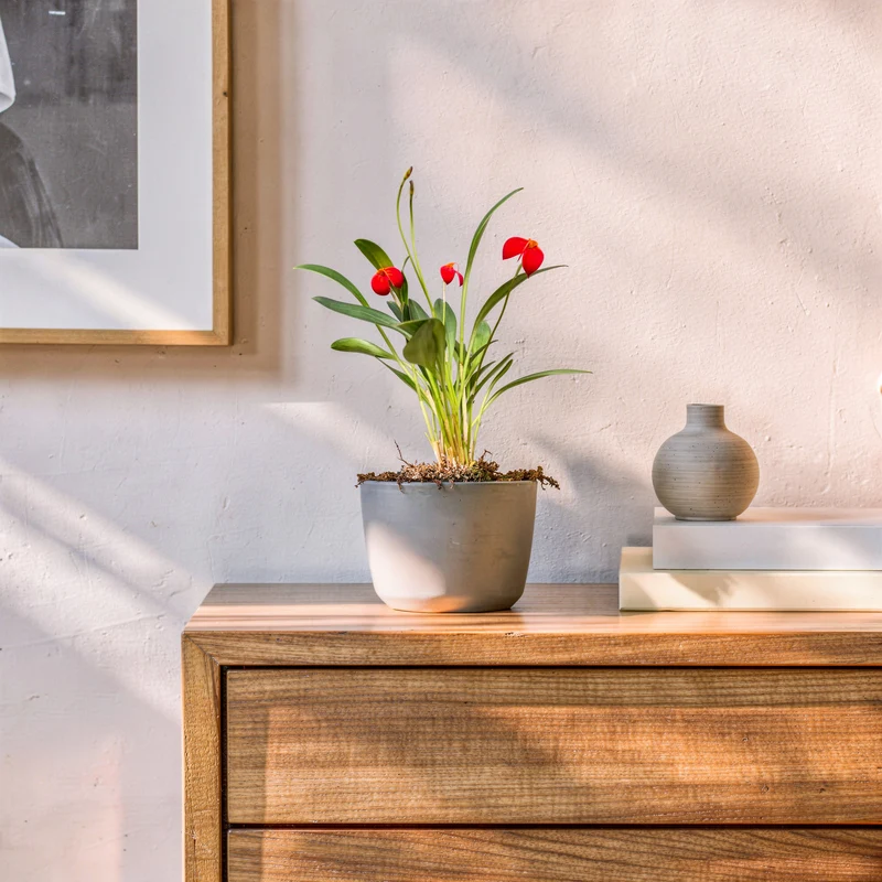 Orchidee