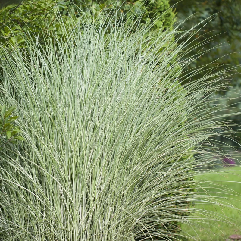 Chinaschilf 'Morning Light'