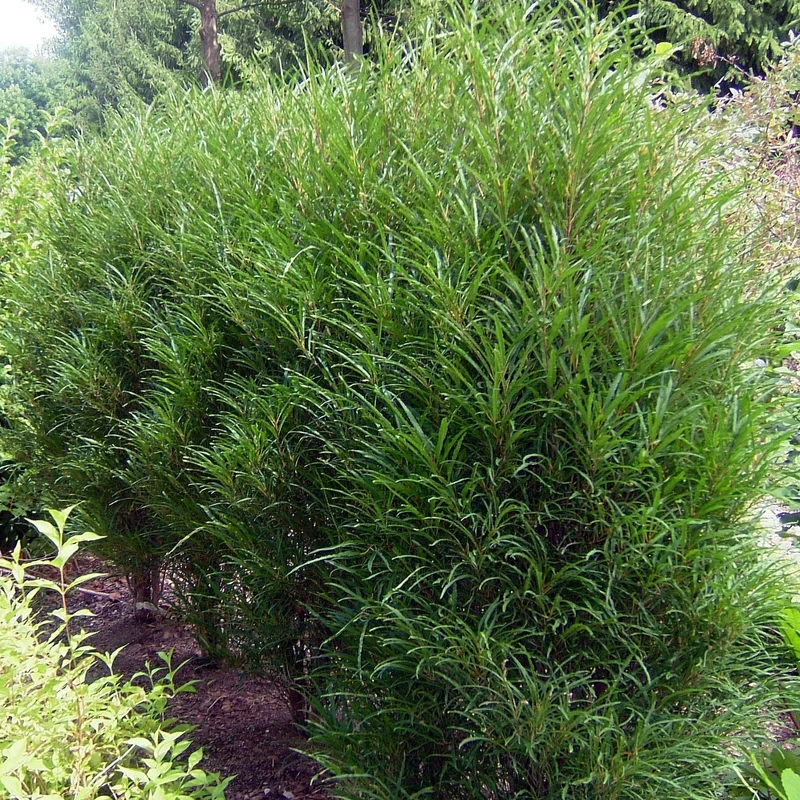 Farnblättriges Säulen-Pulverholz 'Fine Line®'
