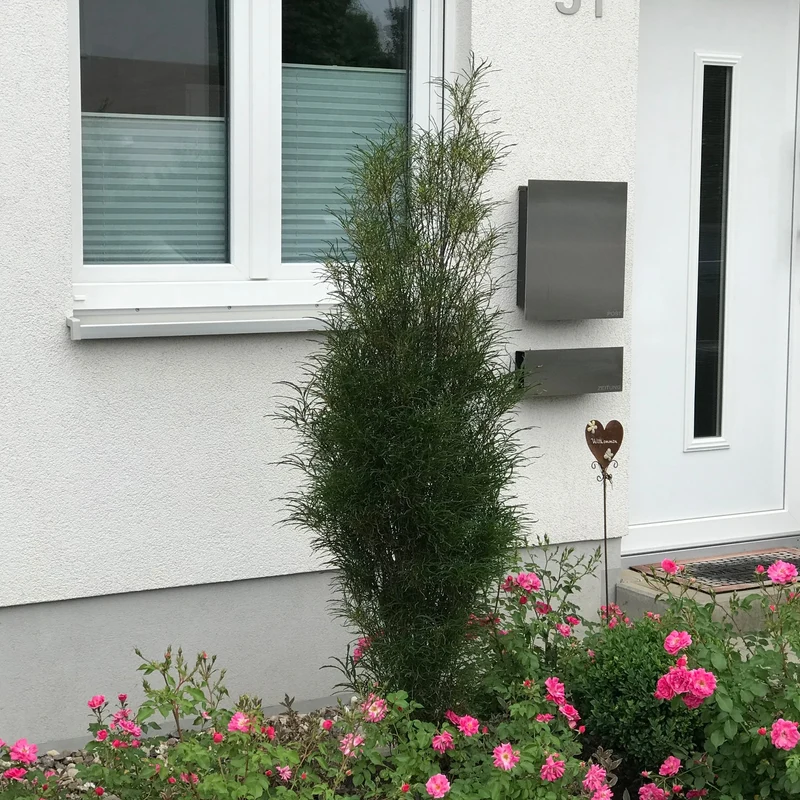 Farnblättriges Säulen-Pulverholz 'Fine Line®'
