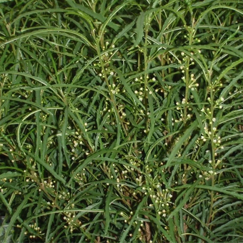 Farnblättriges Säulen-Pulverholz 'Fine Line®'