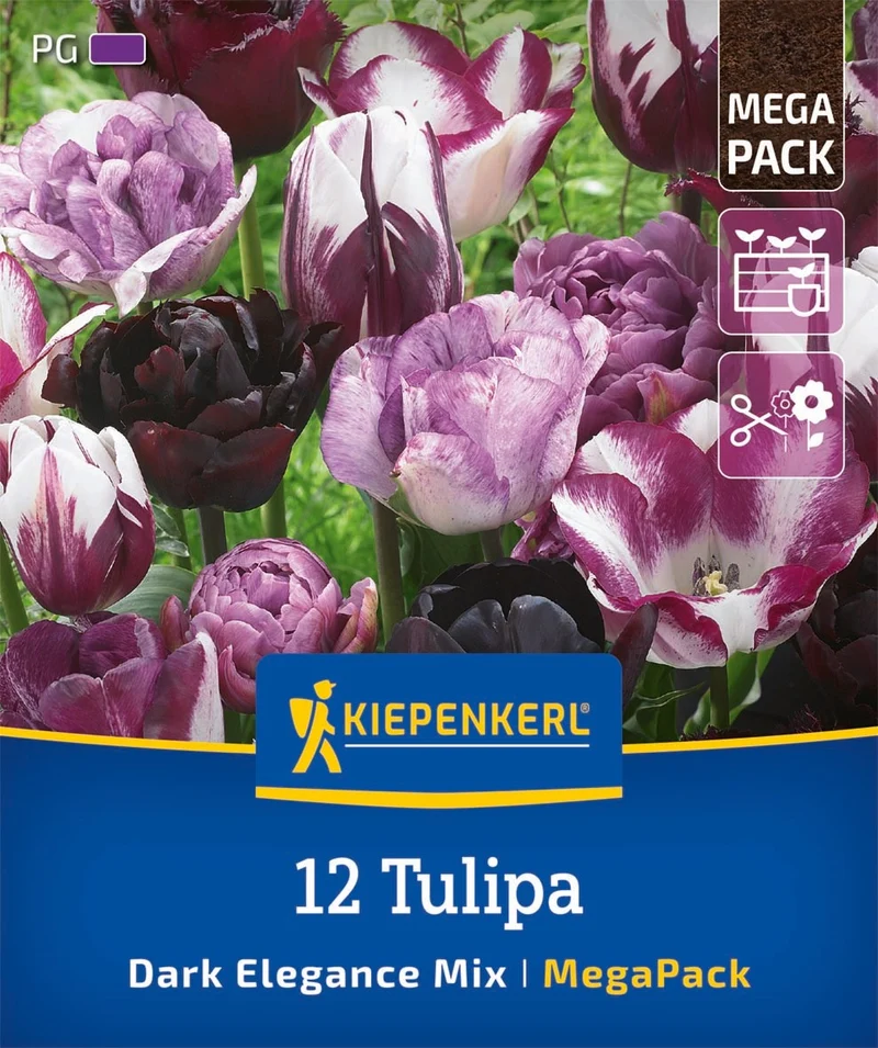 Kiepenkerl Tulpen 'Dark Elegance', Mega-Pack