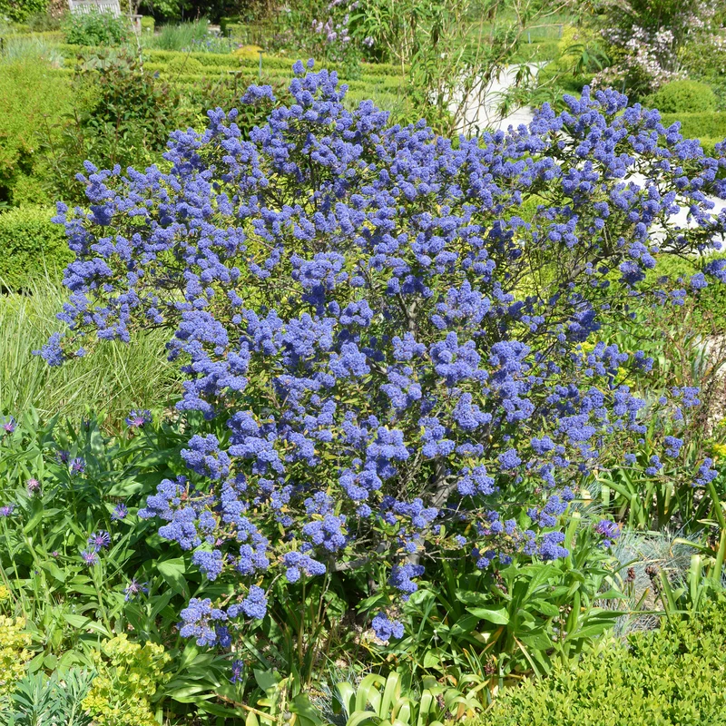 Säckelblume Concha