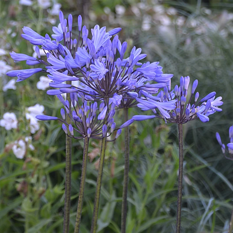 Agapanthus Graphite® Blue TurK8 - Schmucklilie