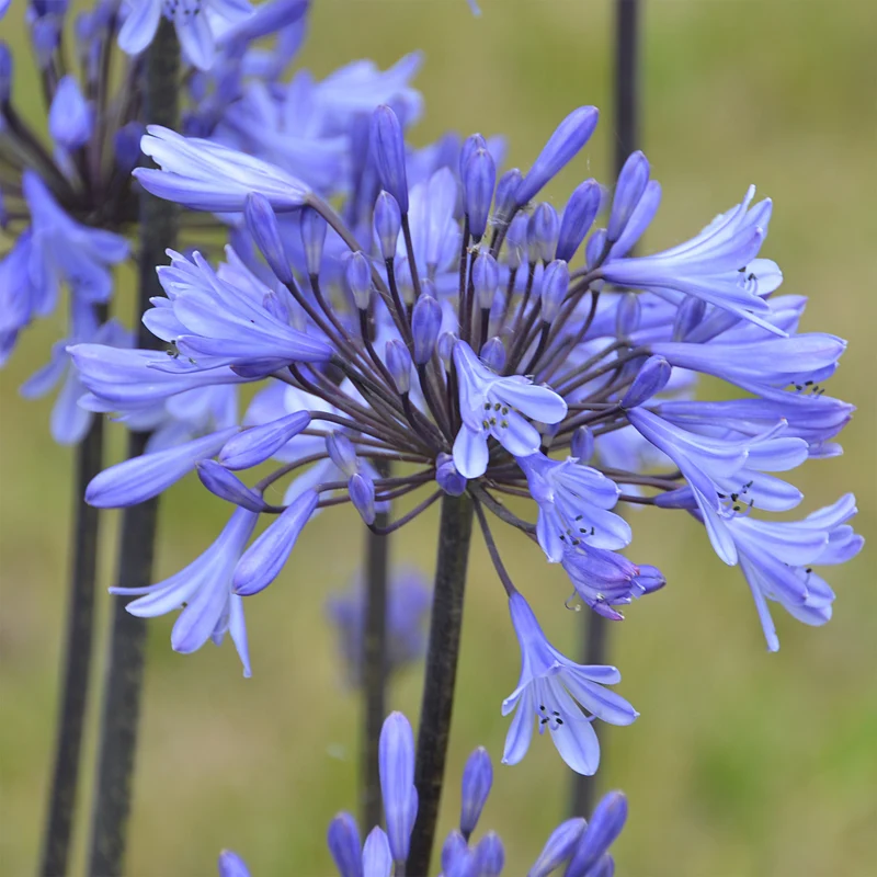 Agapanthus Graphite® Blue TurK8 - Schmucklilie
