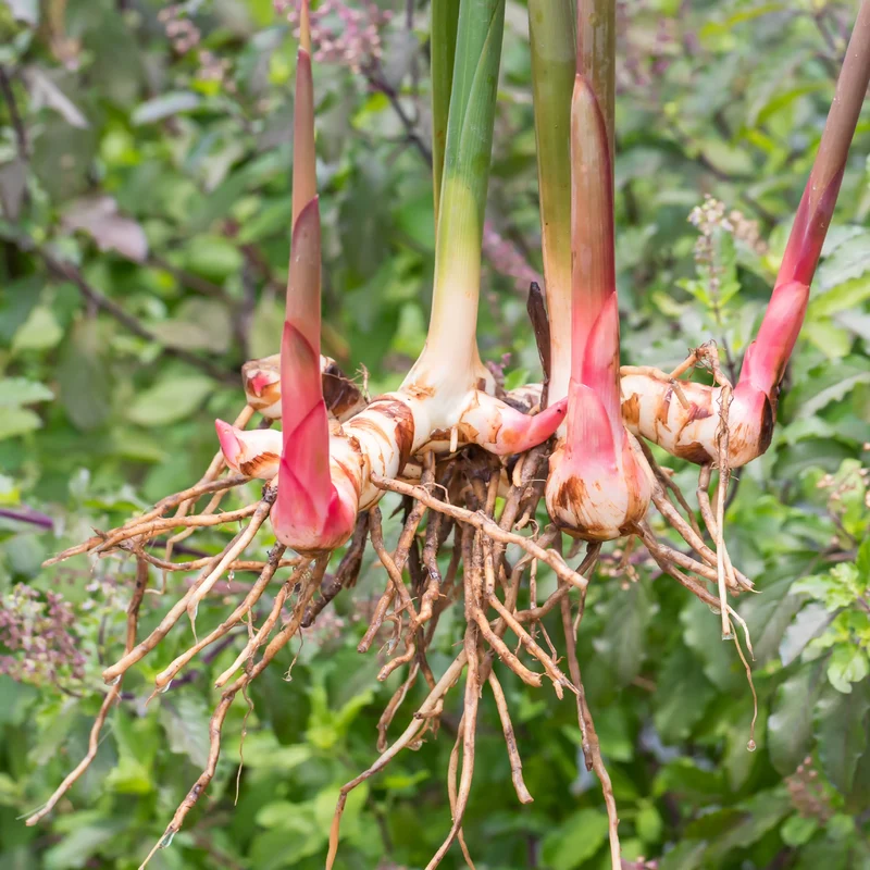 Galgant (Thai-Ingwer)