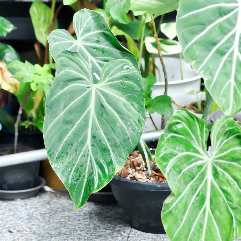 Philodendron Gloriosum