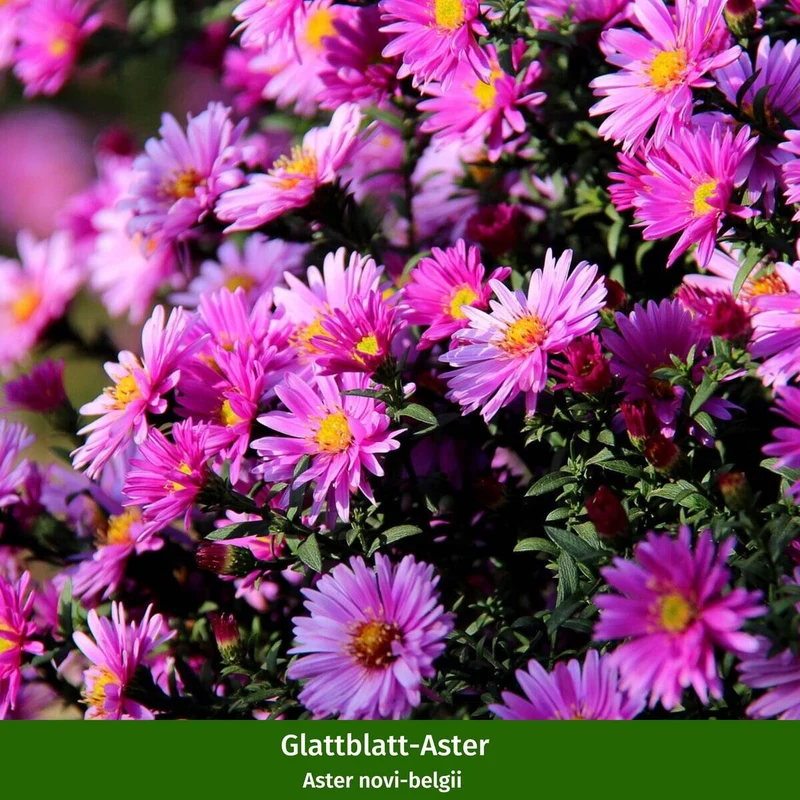 Balkonblumen "Kühler Herbstmoment"