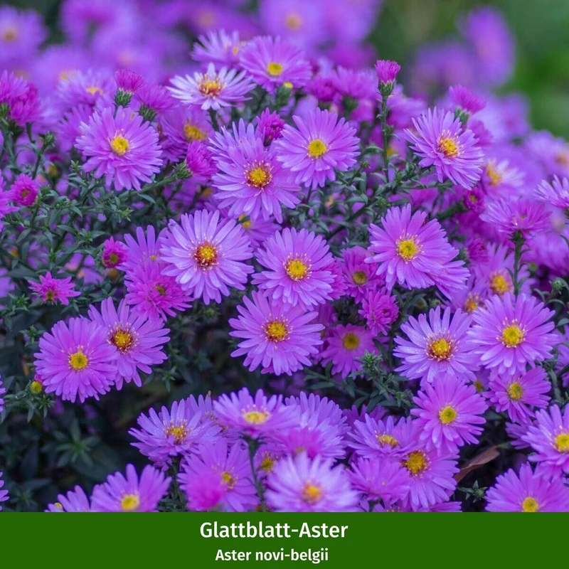 Balkonblumen "Kühler Herbstmoment"