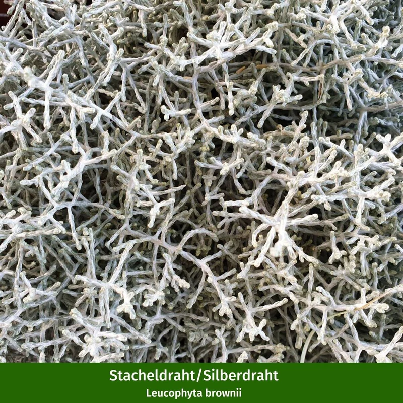 Balkonblumen "Silberner Herbst"