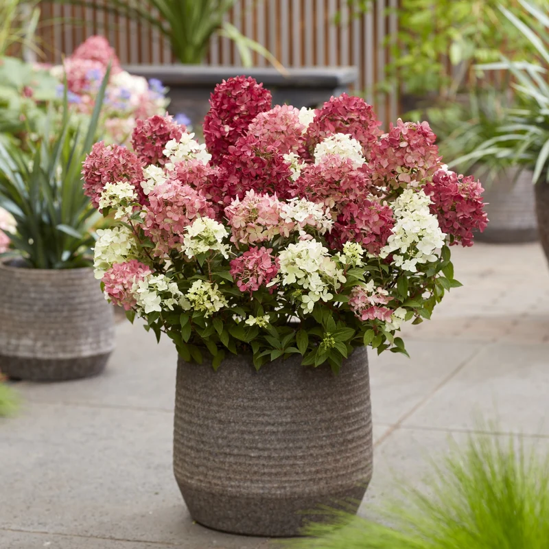 Rispenhortensie 'Groundbreaker®' Ruby™