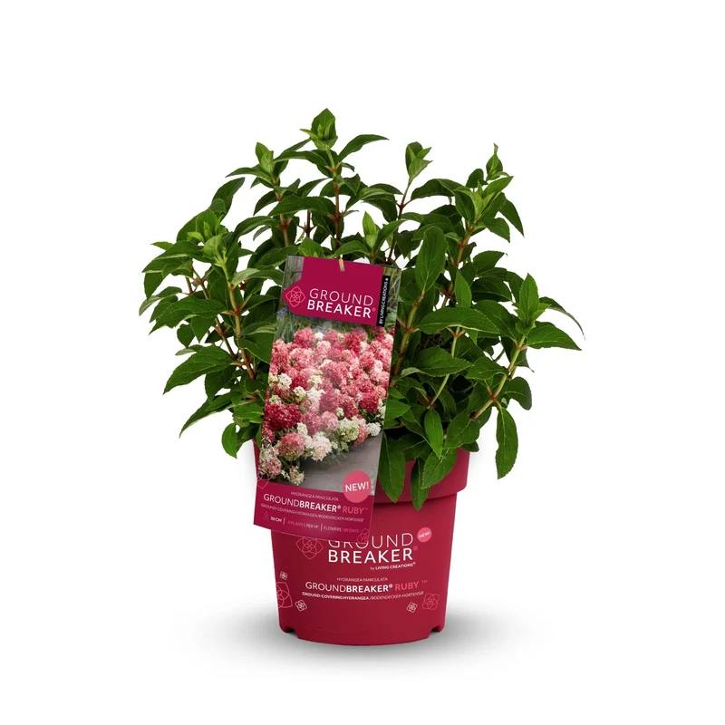 Rispenhortensie 'Groundbreaker®' Ruby™