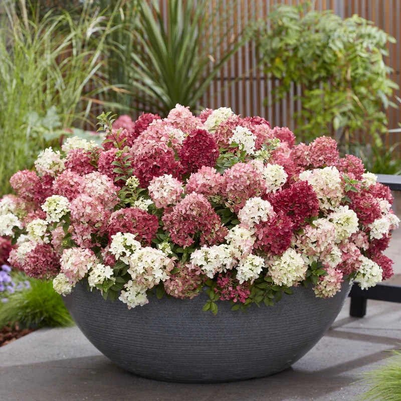 Rispenhortensie 'Groundbreaker®' Ruby™