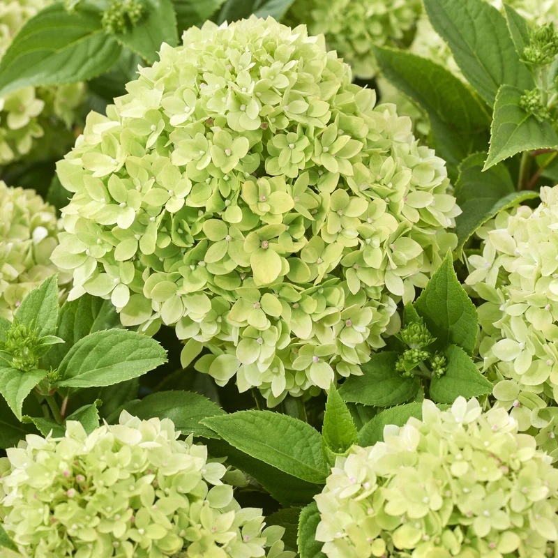 Rispenhortensie 'Groundbreaker®' Greeny™