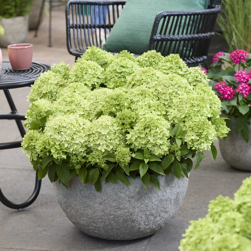 Rispenhortensie 'Groundbreaker®' Greeny™