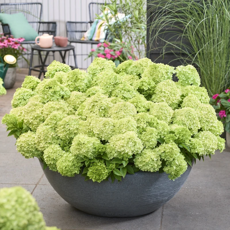Rispenhortensie 'Groundbreaker®' Greeny™