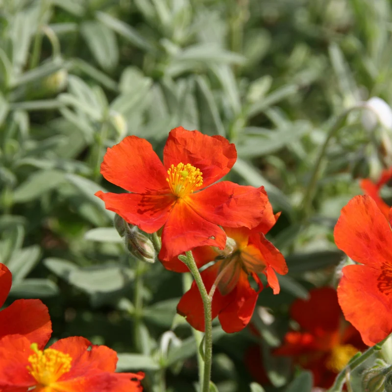Sonnenröschen ‘Tomato Red’