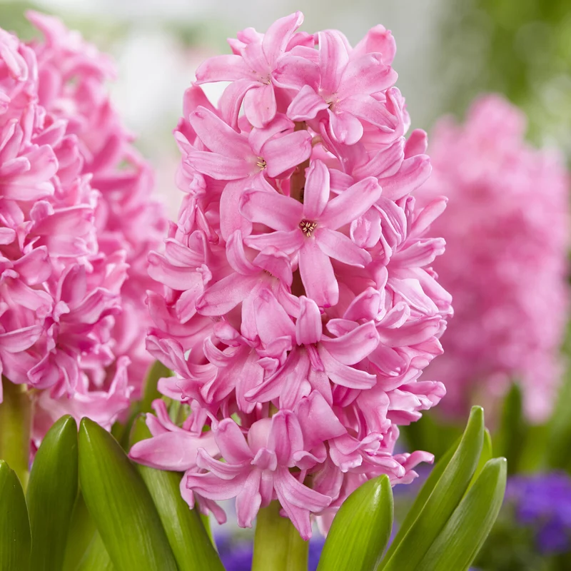 Hyazinthe Pink Pearl