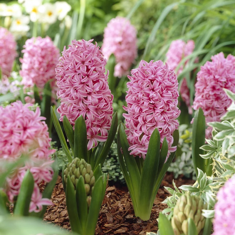 Hyazinthe Pink Pearl