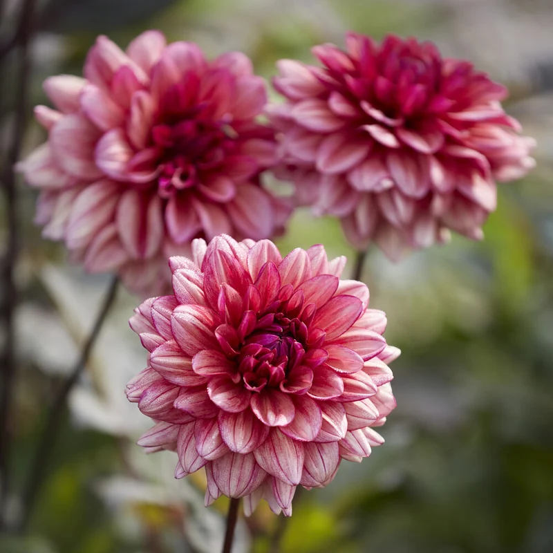 Dahlie 'Molly Raven'