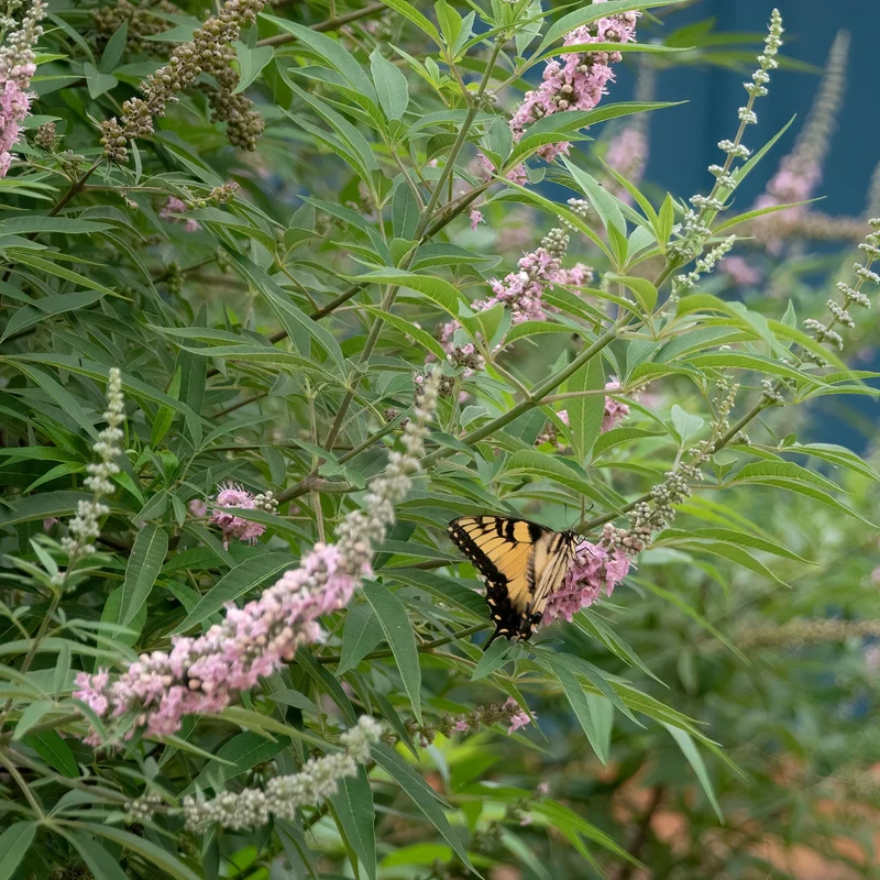 Mönchspfeffer 'Galactic Pink®'