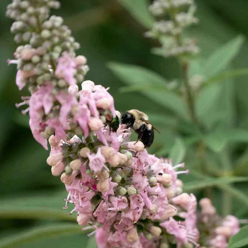 Mönchspfeffer 'Galactic Pink®'