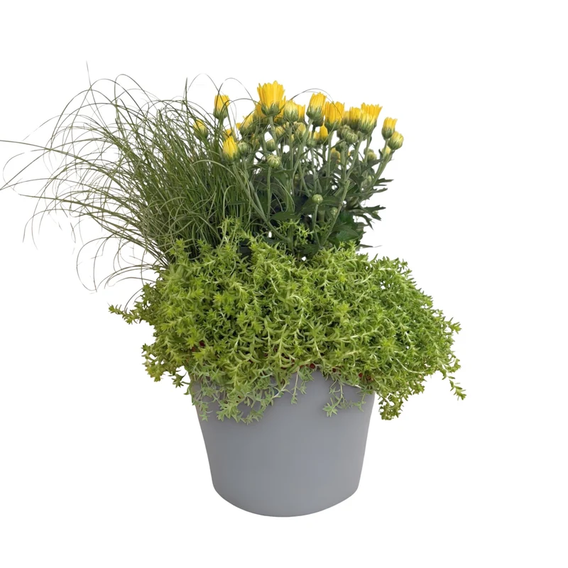 Balkonblumen "Gelber Herbstmix"
