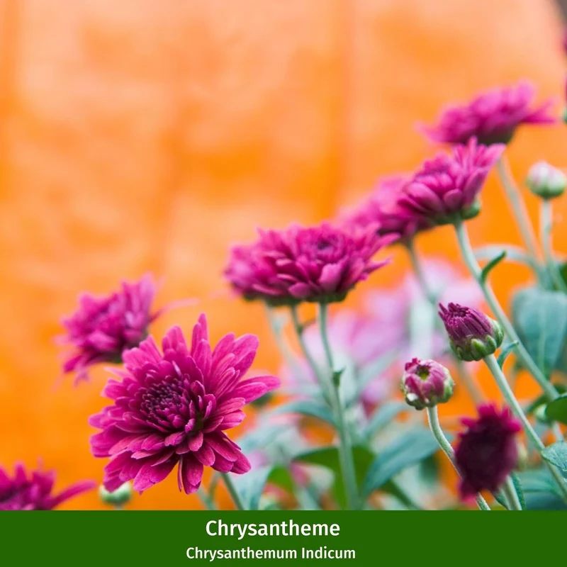Balkonblumen "Chrysanthemenherbst"