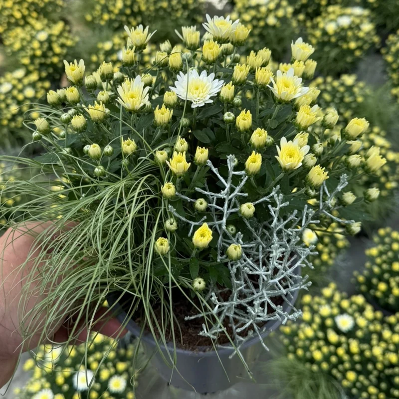 Balkonblumen "Weißer Herbstmix"