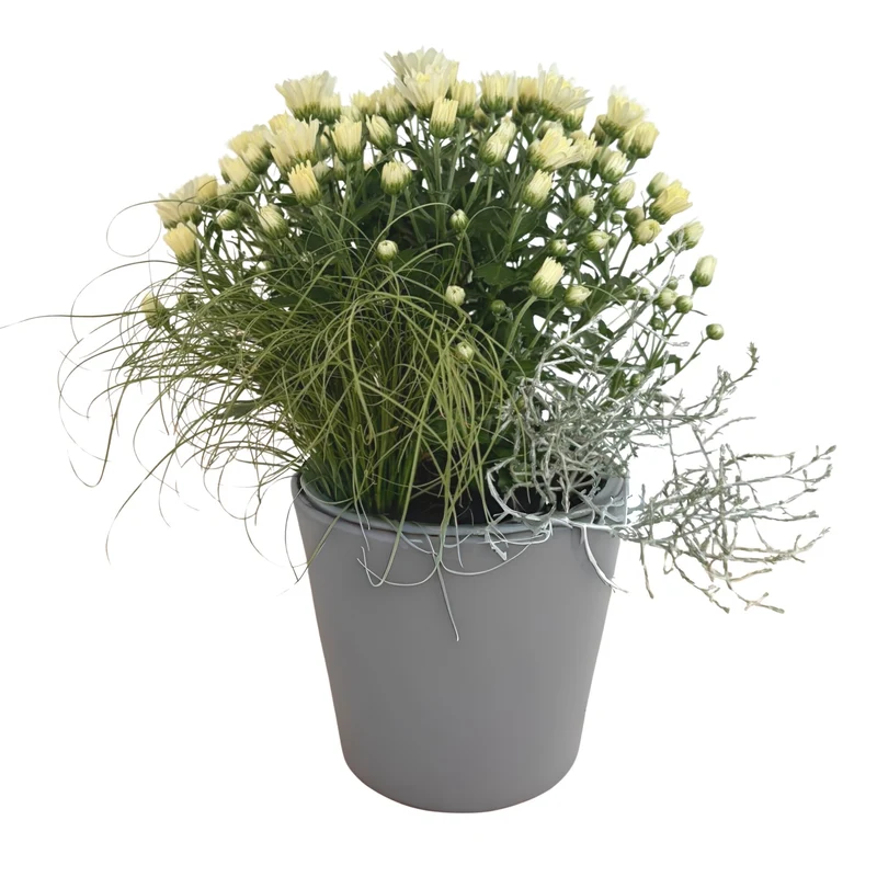 Balkonblumen "Weißer Herbstmix"