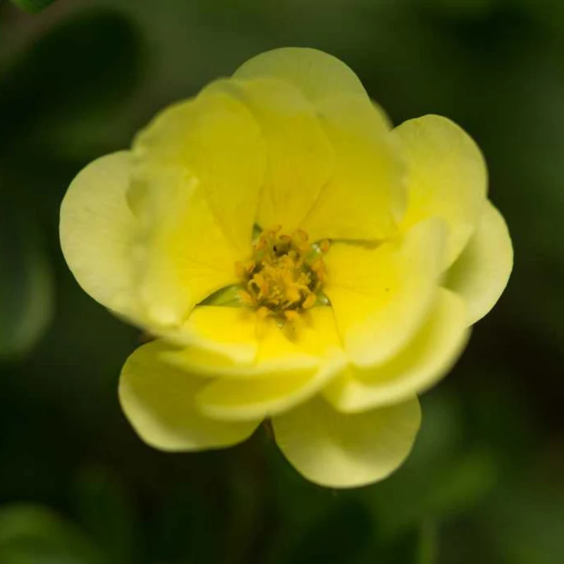 Fingerstrauch 'Lemon Meringue®'
