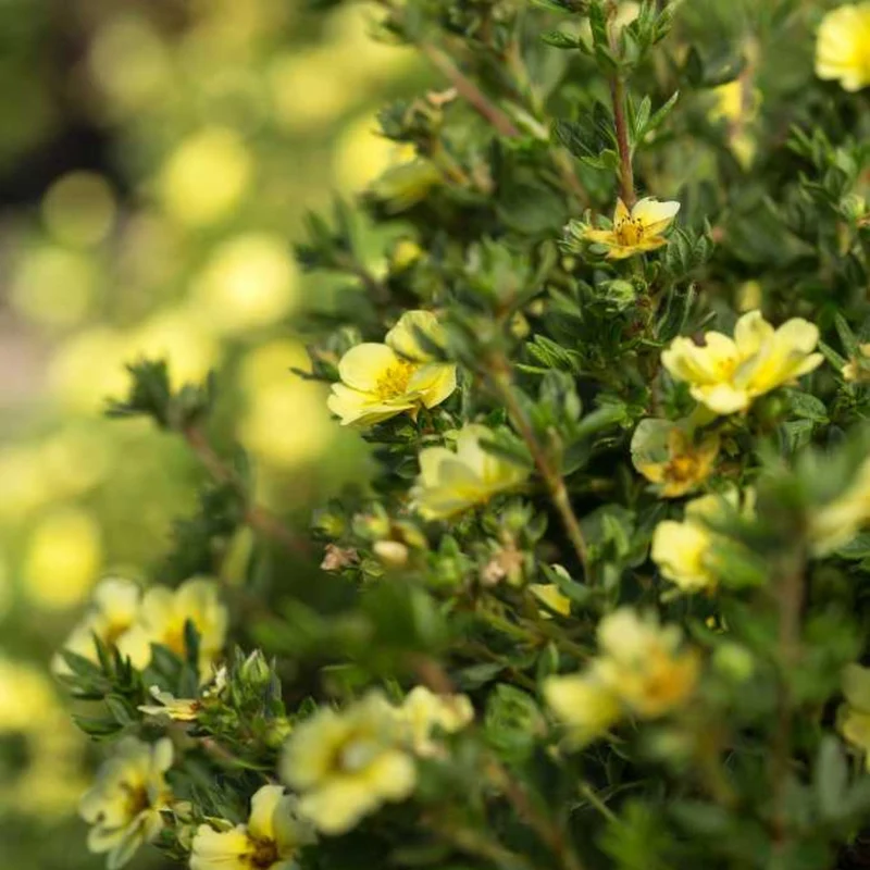 Fingerstrauch 'Lemon Meringue®'