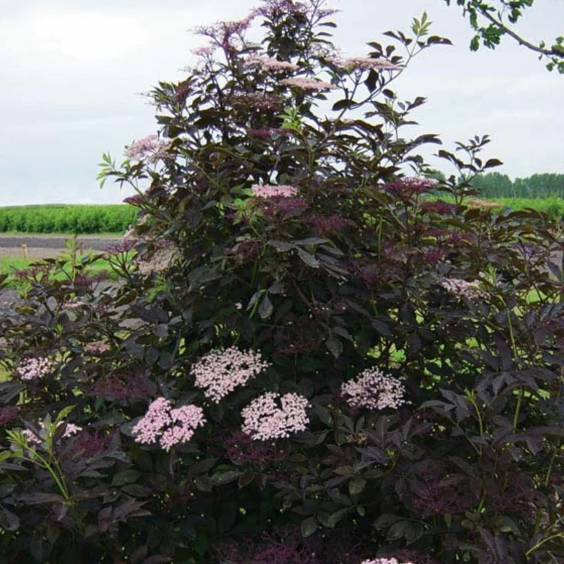 Schwarzer Holunder 'Black Beautyⓢ'