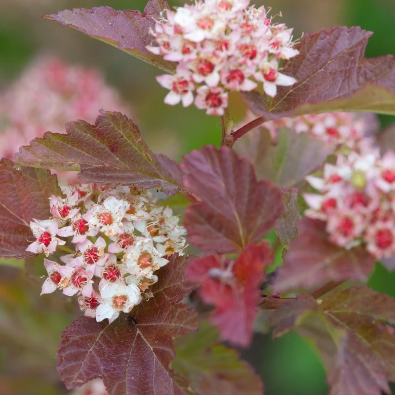 Blasenspiere 'Amber Jubilee®'