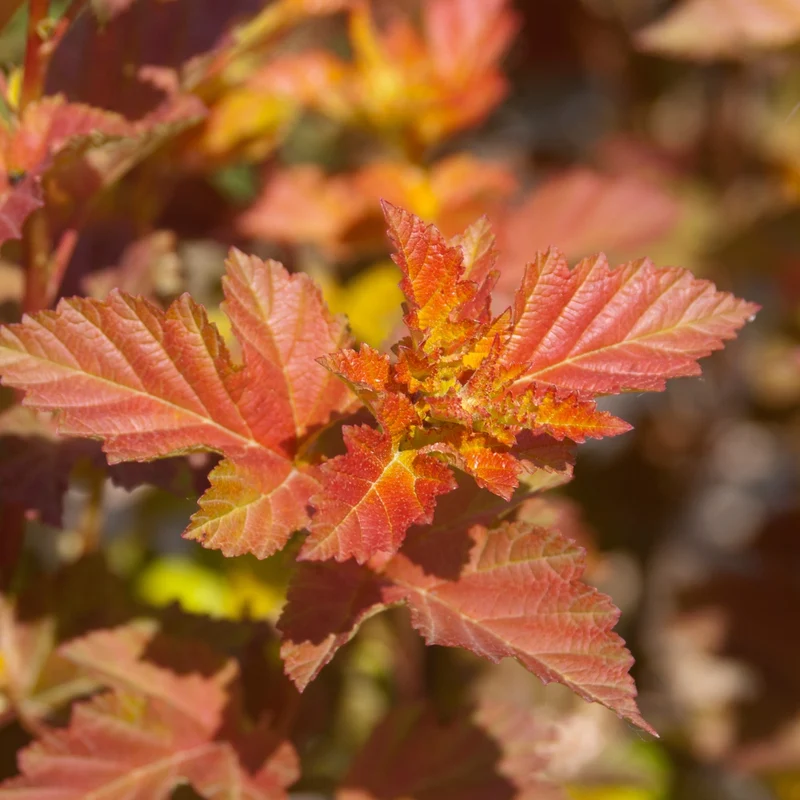 Blasenspiere 'Amber Jubilee®'