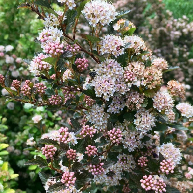 Blasenspiere 'Magical® Sweet Cherry Teaⓢ'