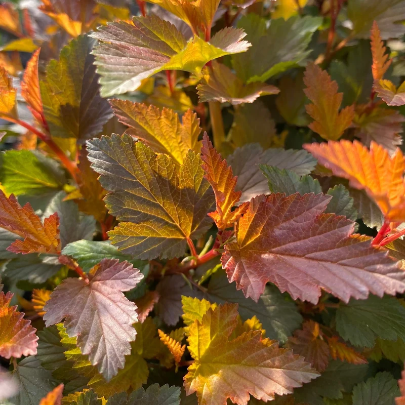 Blasenspiere 'Magical® Sweet Cherry Teaⓢ'
