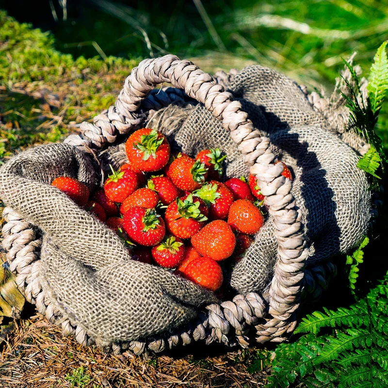 Erdbeere 'Lucky Berry®'