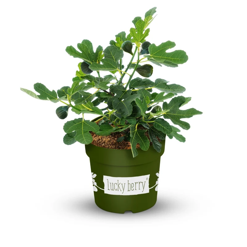 Feige 'Lucky Berry®'