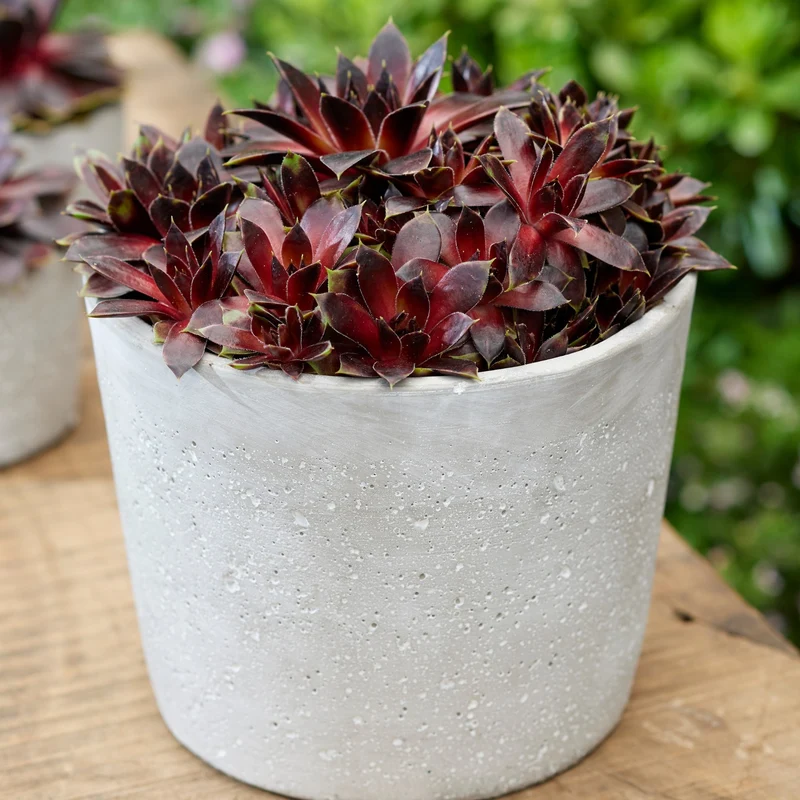 Hauswurz Colorockz® 'Coconut Crystal'